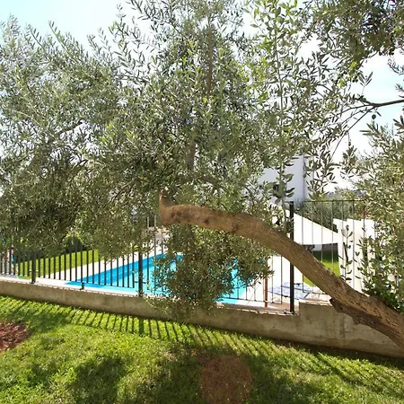 Divine Dalmatia